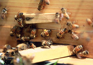 蜂蜜が足につるしてきた花粉ダンゴ(花粉荷)天然100%